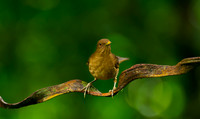 Clay-colored Thrush
