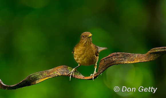 Clay-colored Thrush