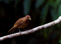 Clay-colored Thrush