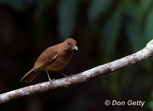 Clay-colored Thrush