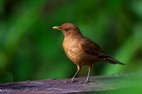 Clay-colored Thrush