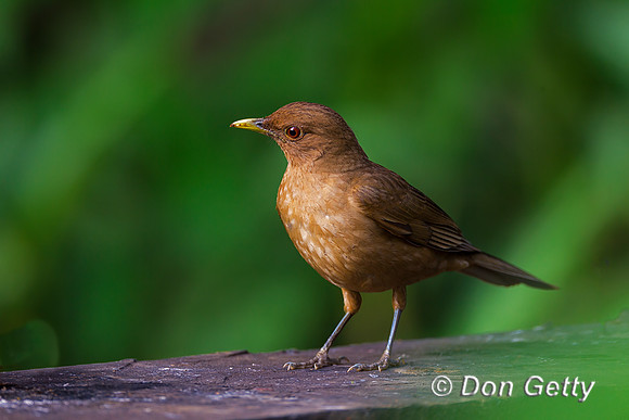 Clay-colored Thrush