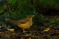 Clay-colored Thrush