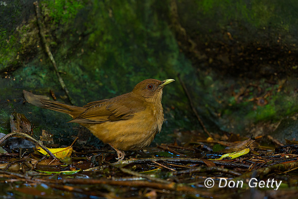 Clay-colored Thrush
