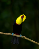 Chestnut-mandibled Toucan