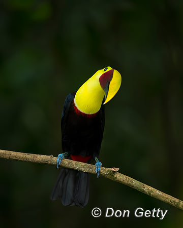 Chestnut-mandibled Toucan
