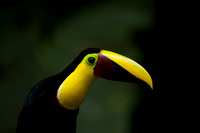 Chestnut-mandibled Toucan