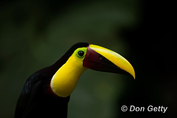 Chestnut-mandibled Toucan