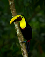 Chestnut-mandibled Toucan