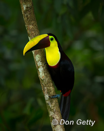 Chestnut-mandibled Toucan