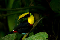 Chestnut-mandibled Toucan