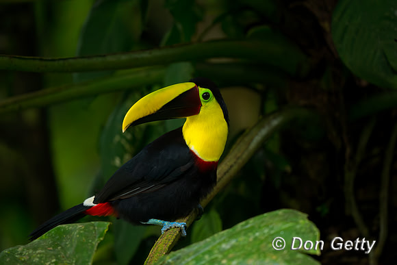 Chestnut-mandibled Toucan