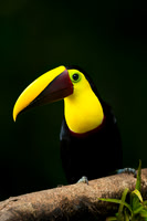 Chestnut-mandibled Toucan