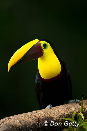 Chestnut-mandibled Toucan