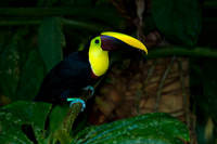 Chestnut-mandibled Toucan