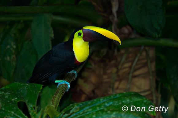Chestnut-mandibled Toucan