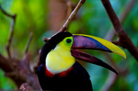 Chestnut-mandibled Toucan