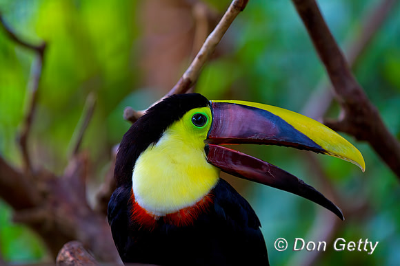 Chestnut-mandibled Toucan