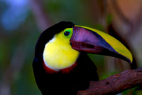 Chestnut-mandibled Toucan