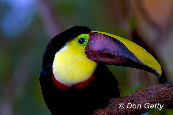 Chestnut-mandibled Toucan