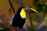 Chestnut-mandibled Toucan