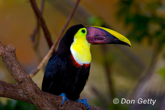 Chestnut-mandibled Toucan