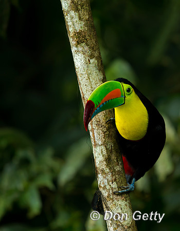 Keel-billed Toucan
