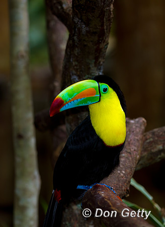 Keel-billed Toucan