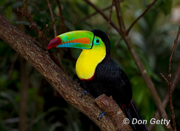 Keel-billed Toucan
