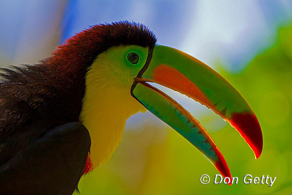Keel-billed Toucan