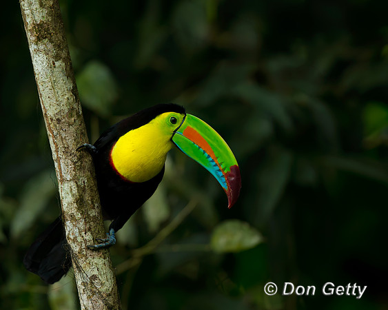 Keel-billed Toucan