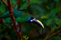 Emerald Toucanet