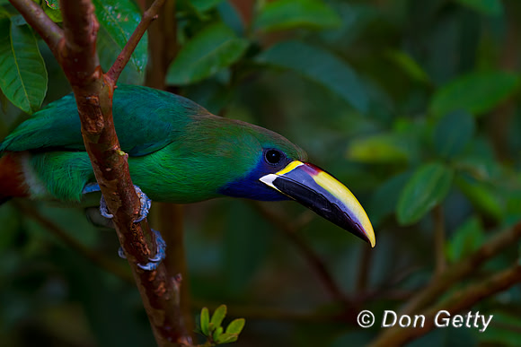 Emerald Toucanet