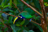 Emerald Toucanet
