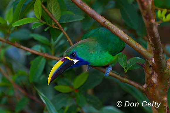 Emerald Toucanet