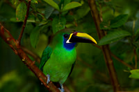 Emerald Toucanet