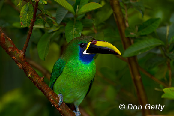 Emerald Toucanet