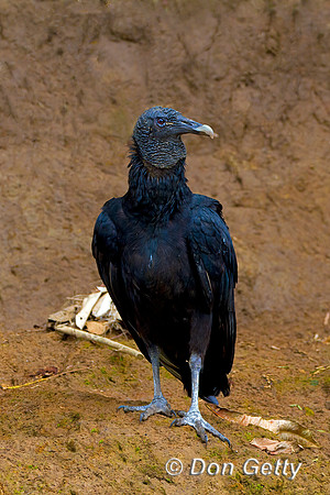 Black Vulture