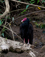 Turkey Vulture