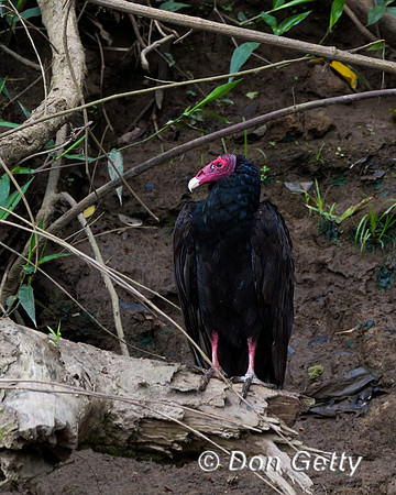 Turkey Vulture