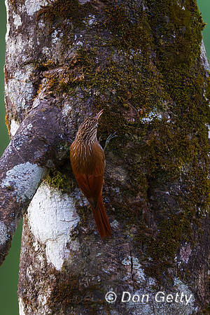 Streak-headed Woodcreeper