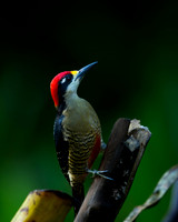 Black-cheeked Woodpecker