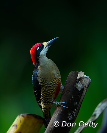 Black-cheeked Woodpecker