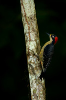 Black-cheeked Woodpecker