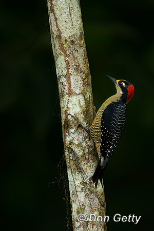 Black-cheeked Woodpecker