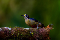 Black-cheeked Woodpecker
