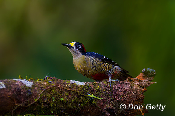 Black-cheeked Woodpecker