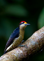 Black-cheeked Woodpecker