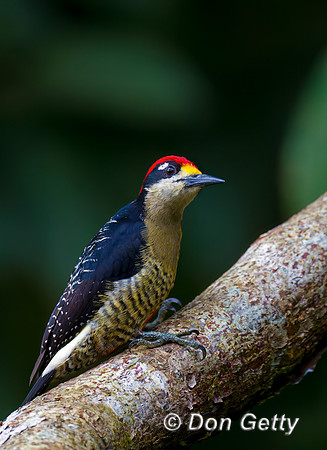 Black-cheeked Woodpecker
