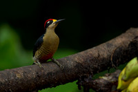 Black-cheeked Woodpecker
